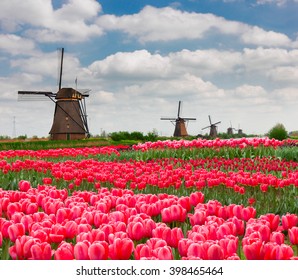 Dutch Windmills With Blooming Tulips At Spring,  Holland