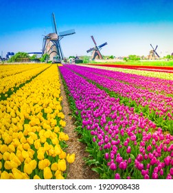 holländische Windmühlen auf buntem Tulpenfeld am Frühlingstag, Holland