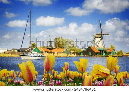 dutch windmills over Zaan river with tulip flowers, Holland