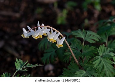 Dutchmans Breeches In Early Light. It Is A Perennial Herbaceous Plant Native To Rich Woods Of Eastern North America.  The Common Name Derives From Their White Flowers That Look Like White Breeches.