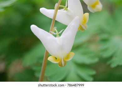 Dutchmans Breeches Flower