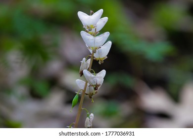 Dutchmans Breeches In An Illinois Timber