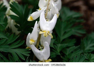 Dutchmans Breeches Is A Perennial Herbaceous Plant Native To Rich Woods Of Eastern North America.  The Common Name Derives From Their White Flowers That Look Like White Breeches.