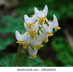 Dutchman's Breeches Wildflower