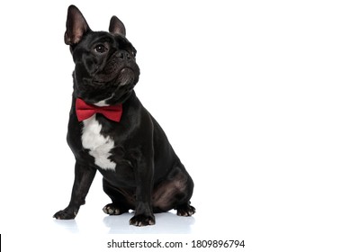 Dog Wearing Bow Tie Images Stock Photos Vectors Shutterstock