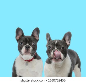 Dutiful French Bulldog wearing collar, looking forward and suspicious French bulldog licking its nose on blue background