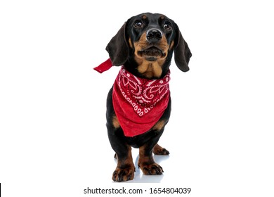 Dutiful Teckel puppy looking forward and wearing red bandana while standing on white studio background