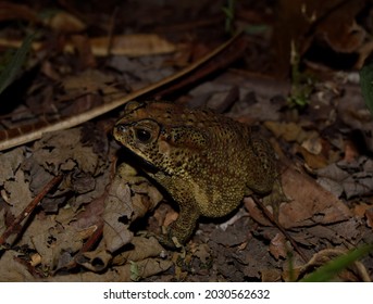 Duttaphrynus Melanostictus, Kodok Asia, Amphibi