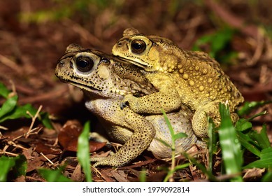 Duttaphrynus Melanostictus, Spectacled Toad Mating 