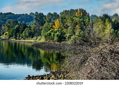 The Duwamish River Shoreline Contrasting The Riverwall With The Surrounding Natural Environment