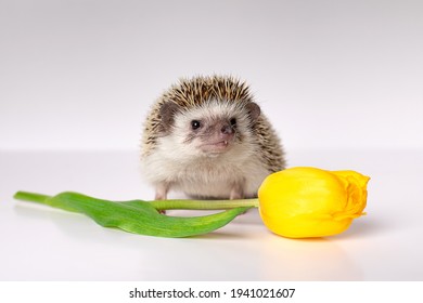 Dwarf African Hedgehog Close-up With Huge Yellow Bright Tulip. Pet Look To Camera, Studio Shot On White Background, Isolated. Concept Of Spring And Love, Romance, Reproduction.