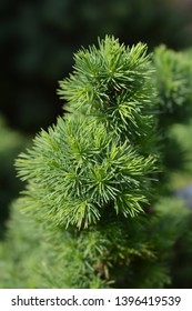 Dwarf Alberta spruce - Latin name - Picea glauca Conica