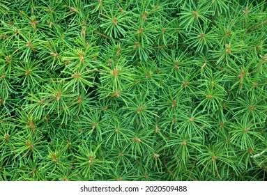 Dwarf Alberta spruce ,Picea glauca, needles texture. Evergreen perennial coniferous plant used as decoration in landscape design of park or garden. Natural coniferous texture. Selective focus.