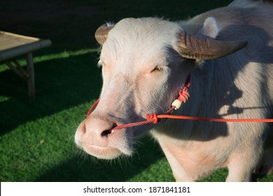 Dwarf Albino Buffalo Has Pink, Black Horns.