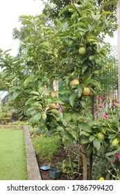 Dwarf Apple Tree With Fruit In A Small Garden Border