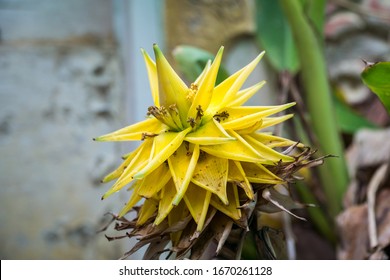 Dwarf Banana Tree, Dwarf Cuban Red, Dwarf Cavendish, Giant Cavendish, Williams Hybrid, Chiquita, Lady Finger, Flowering Banana