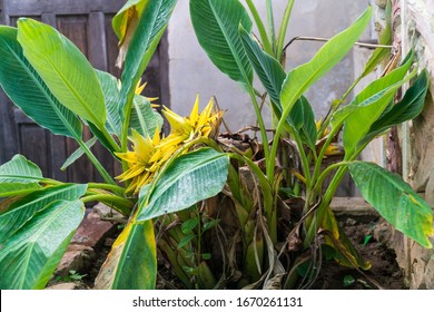 Dwarf Banana Tree, Dwarf Cuban Red, Dwarf Cavendish, Giant Cavendish, Williams Hybrid, Chiquita, Lady Finger, Flowering Banana