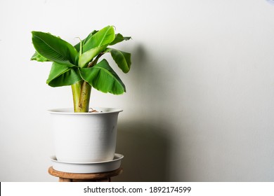 Dwarf Banana Tree On Pot 