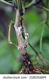 Dwarf beans or French Beans destroyed by a fungus of the genus Sclerotinia. On the stem visible white mold. The disease causes whole plants to die and yield losses.