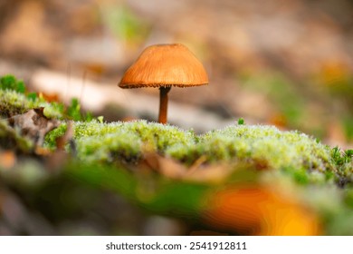 Dwarf Bell (Galerina pumila) is a small tawny-yellow agaric that grows solitary. Macro close up of brownish mushroom in wet moss on November morning in autumn season. Toxic toadstool in Germany. - Powered by Shutterstock