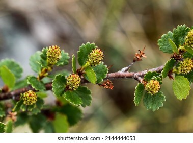 Dwarf Birch - Betula Nana