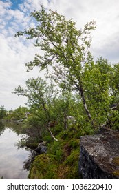 Dwarf Birch By The Lake.