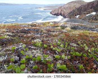 Dwarf Birch At The Cola Peninsula