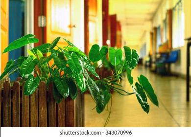 Dwarf  Bouquet : Trees Adorn The Building Useful Absorb Toxins And Purge Air Purity.