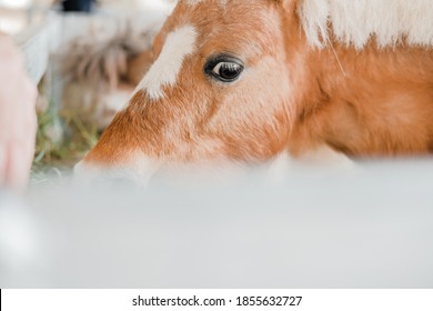 Dwarf Brown Miniature Horse Pony In Rural Farm