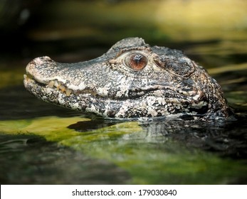 Dwarf Caiman