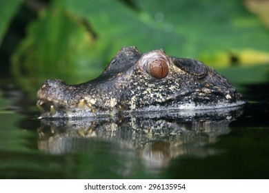 Dwarf Caiman