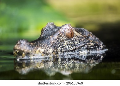 Dwarf Caiman