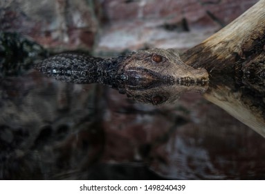 Dwarf Caiman Lies In The Water With Eyes Open And Mouth Shut. Teeth Are Just Looking Out Of The Water. Crocodile In The Water