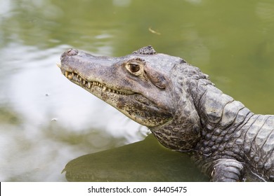 427 Dwarf caiman Images, Stock Photos & Vectors | Shutterstock