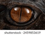 Dwarf caiman palpebrosus trigonatus closeup eyes, Dwarf caiman trigonatus closeup eye