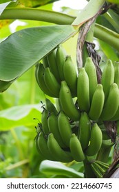 The Dwarf Cavendish Banana Tree