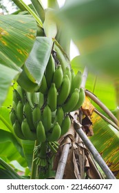 The Dwarf Cavendish Banana Tree