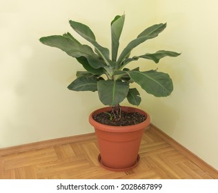 Dwarf Cavendish Banana Tree In The Pot Growing Inside.