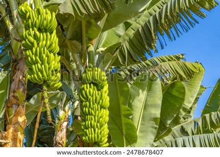 Dwarf Cavendish bananas from the Canary Islands banana leaves banana flower