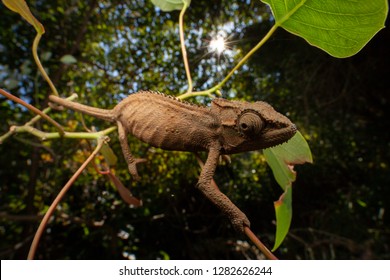 Dwarf Chameleon Bradypodion 