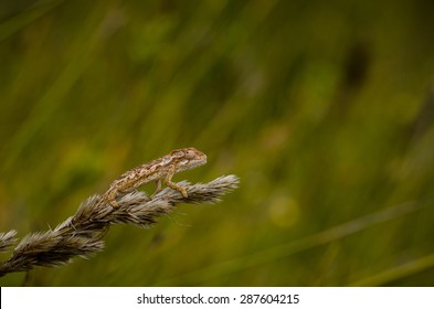 Dwarf Chameleon On Grass