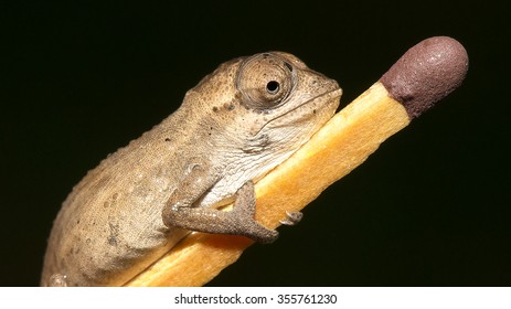 Dwarf Chameleon On Match