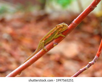 Dwarf Chameleon On A Plant