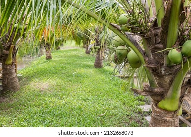 Dwarf coconut trees with bunch of cononuts at farm with small canal. Agriculture in tropical country, Thailand. - Powered by Shutterstock