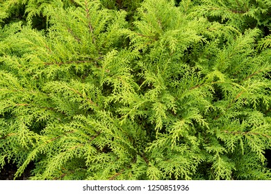 Dwarf Conifer Microbiota Decussata Lucas Pbr Stock Photo (Edit Now ...