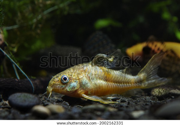 Dwarf Corydoras Catfish Rare Timid Freshwater Stock Photo 2002162331 ...