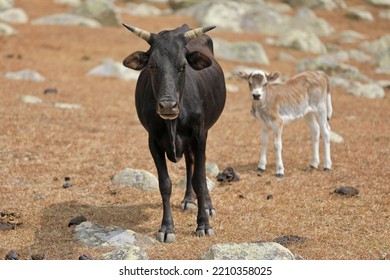 Dwarf Cow With A Calf, Socotra Island, Yemen
