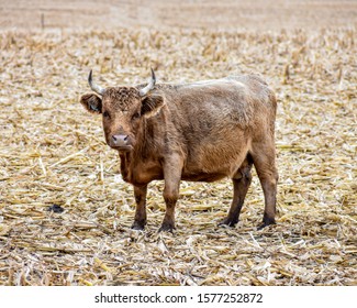 Dwarf Cow In A Corn Field