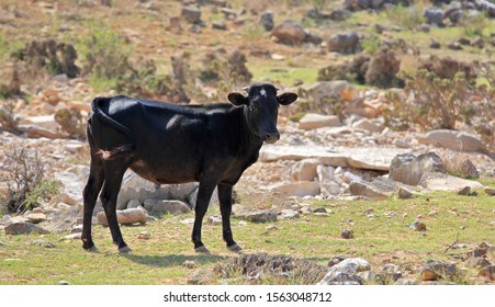 Dwarf Cow, Socotra Island, Yemen
