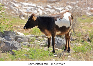 Dwarf Cow, Socotra Island, Yemen
